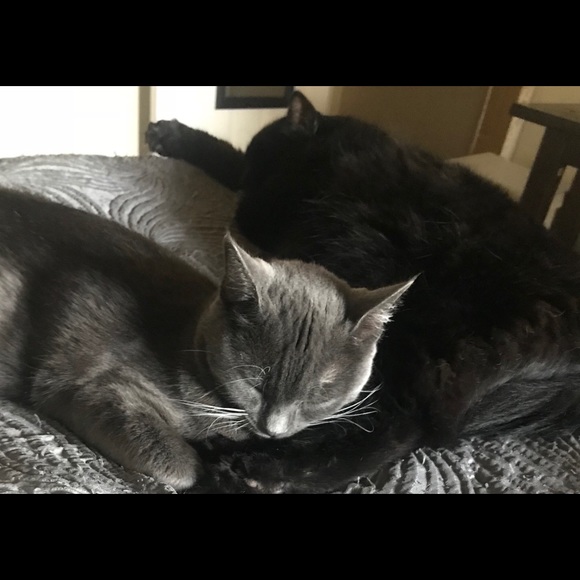 Meet your Posher, Victoria - Picture 6 of 7